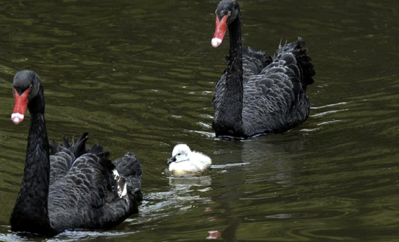 ¿Cómo podemos prepararnos para afrontar los Cisnes Negros?